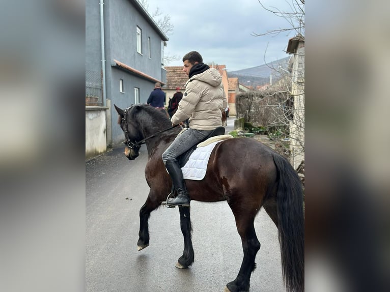 Fries paard Mix Merrie 5 Jaar 171 cm Donkerbruin in Kamen