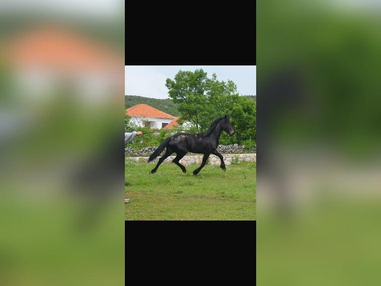 Fries paard Mix Merrie 5 Jaar 171 cm Donkerbruin in Towson
