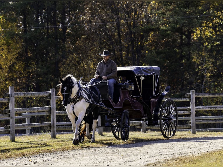 Fries paard Mix Merrie 5 Jaar 173 cm in Nevis, MN