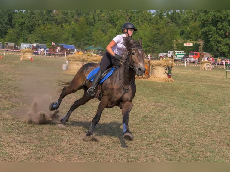 Fries paard Mix Merrie 5 Jaar 174 cm Zwart in Satu Mare, Sanislau