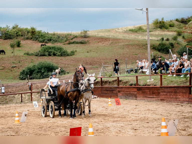 Fries paard Mix Merrie 5 Jaar 174 cm Zwart in Satu Mare, Sanislau