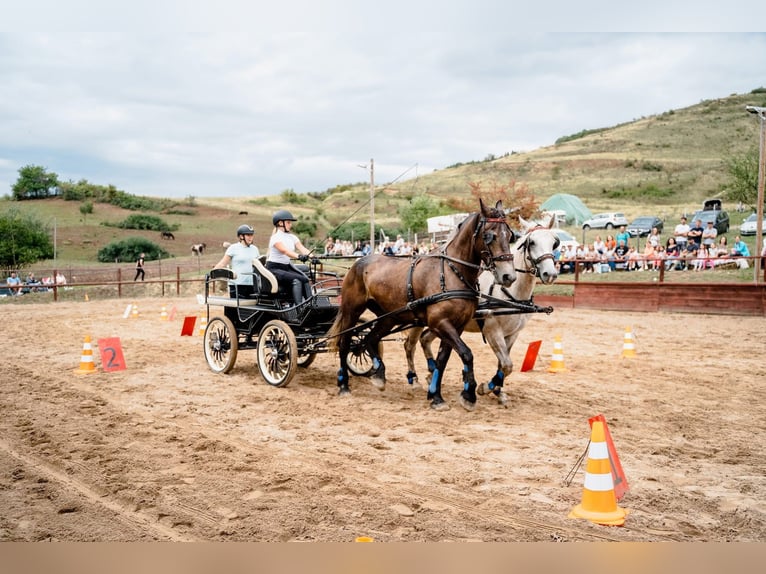 Fries paard Mix Merrie 5 Jaar 174 cm Zwart in Satu Mare, Sanislau