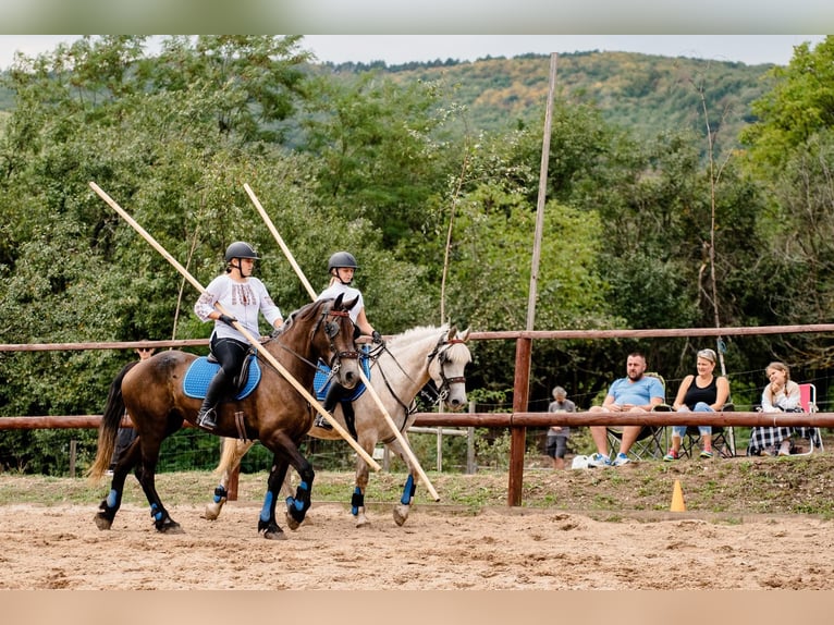 Fries paard Mix Merrie 5 Jaar 174 cm Zwart in Satu Mare, Sanislau