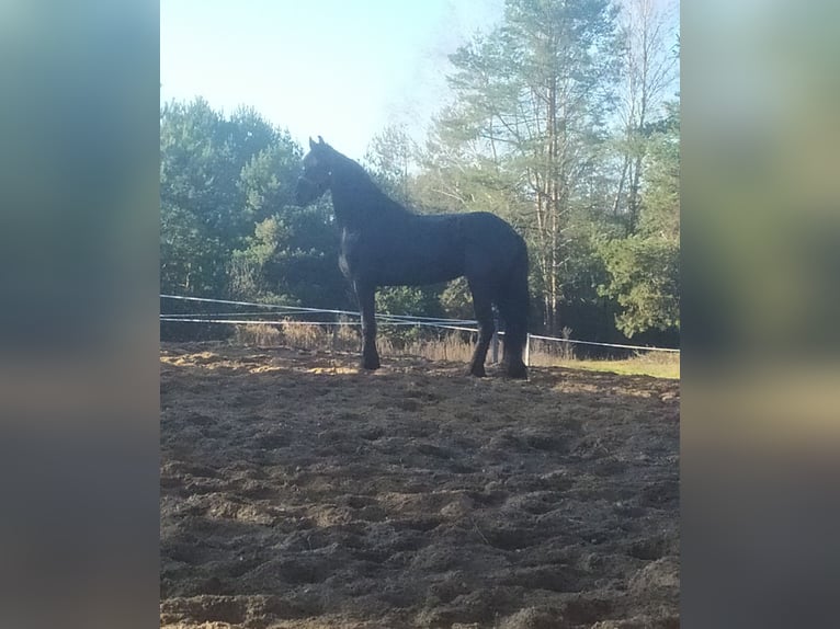 Fries paard Merrie 5 Jaar 179 cm Zwart in Poświętne