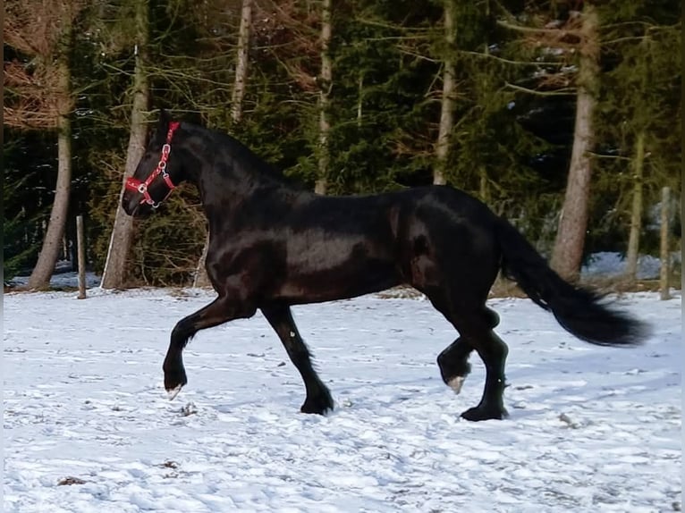 Fries paard Merrie 5 Jaar 179 cm Zwart in Poświętne