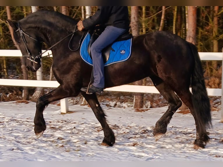 Fries paard Merrie 5 Jaar 179 cm Zwart in Poświętne