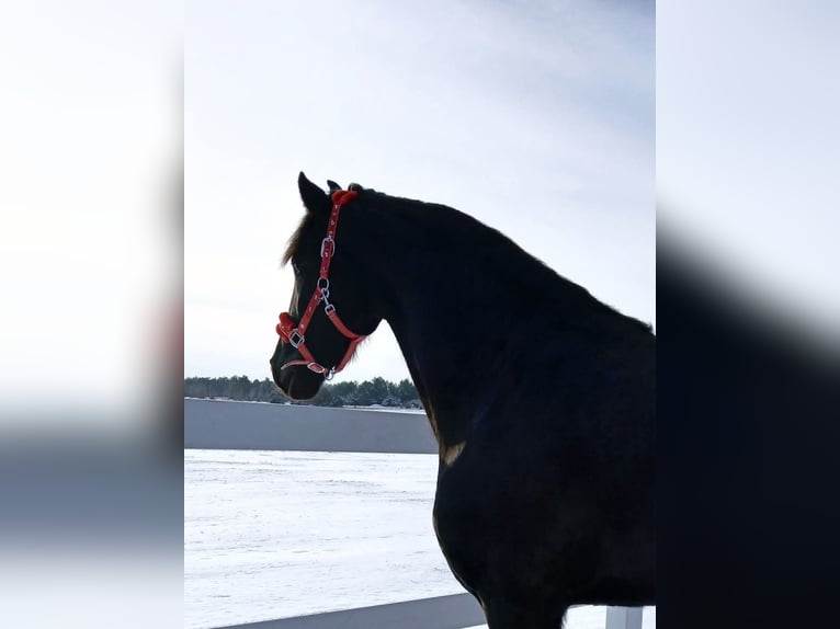 Fries paard Merrie 5 Jaar 179 cm Zwart in Poświętne