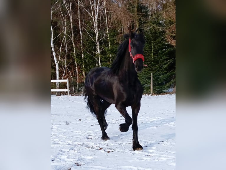 Fries paard Merrie 5 Jaar 179 cm Zwart in Poświętne