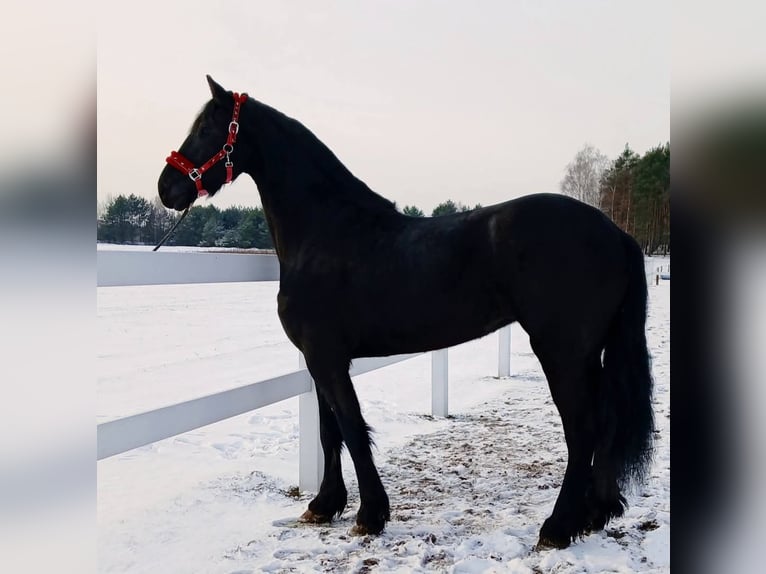 Fries paard Merrie 5 Jaar 179 cm Zwart in Poświętne