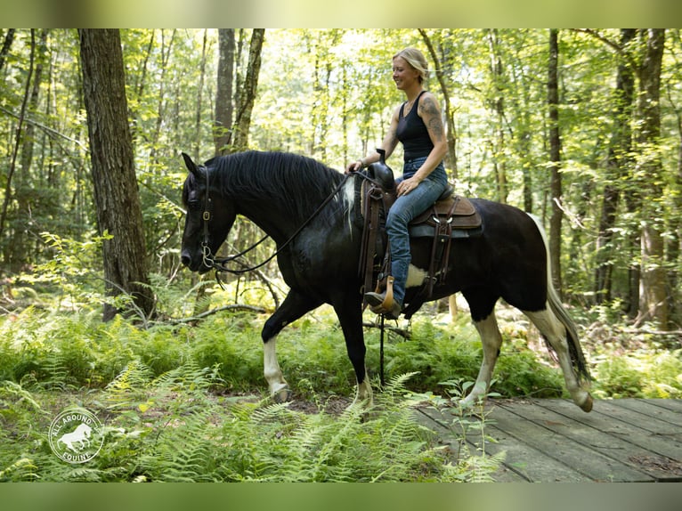 Fries paard Mix Merrie 5 Jaar Gevlekt-paard in Rochester