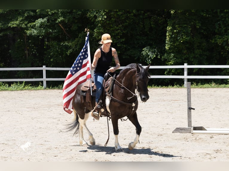 Fries paard Mix Merrie 5 Jaar Gevlekt-paard in Rochester
