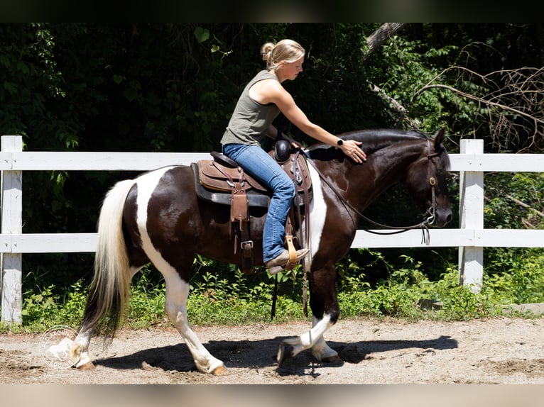 Fries paard Mix Merrie 5 Jaar Gevlekt-paard in Rochester