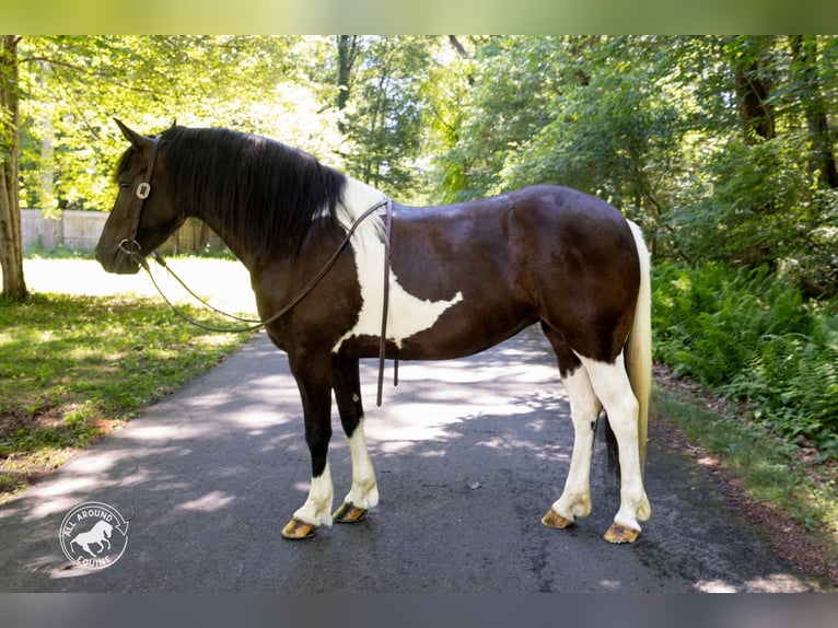 Fries paard Mix Merrie 5 Jaar Gevlekt-paard in Rochester