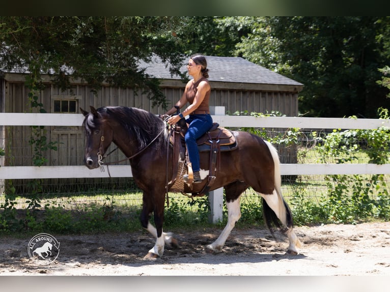 Fries paard Mix Merrie 5 Jaar Gevlekt-paard in Rochester