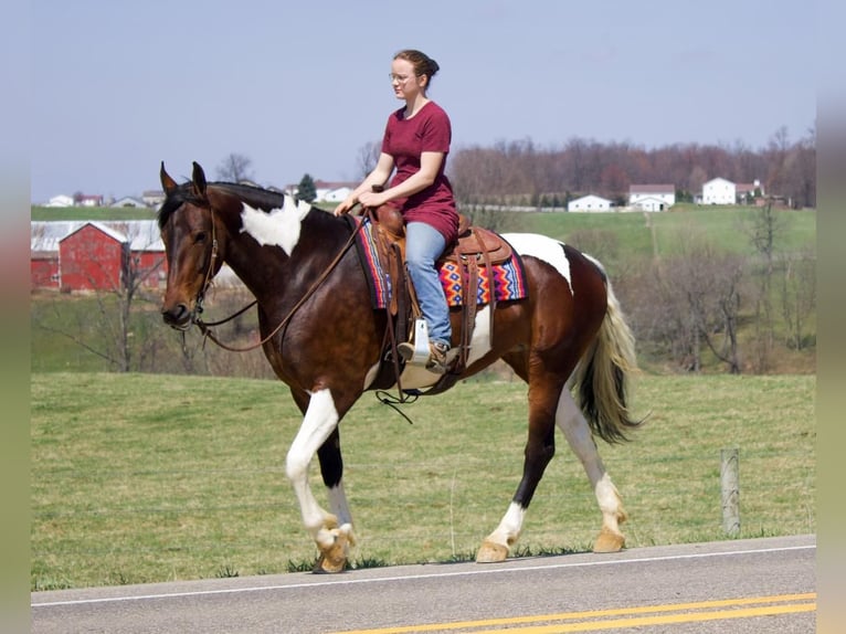 Fries paard Merrie 5 Jaar in Millersburg, OH