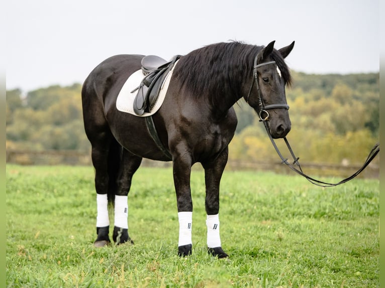 Fries paard Mix Merrie 5 Jaar Zwart in Honey Brook