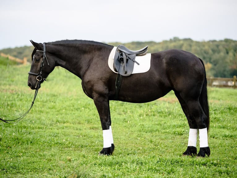Fries paard Mix Merrie 5 Jaar Zwart in Honey Brook