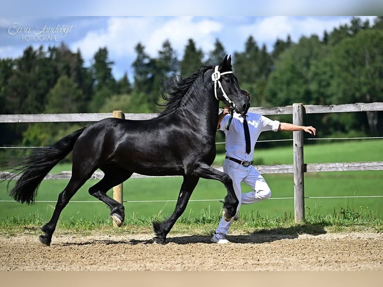 Fries paard Merrie 5 Jaar Zwart in Schöllnach