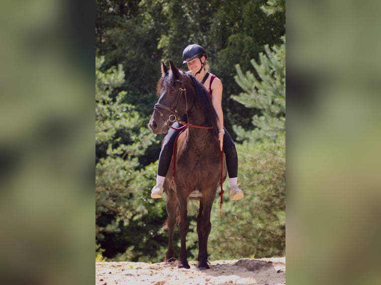 Fries paard Mix Merrie 6 Jaar 149 cm Zwart in Soltau
