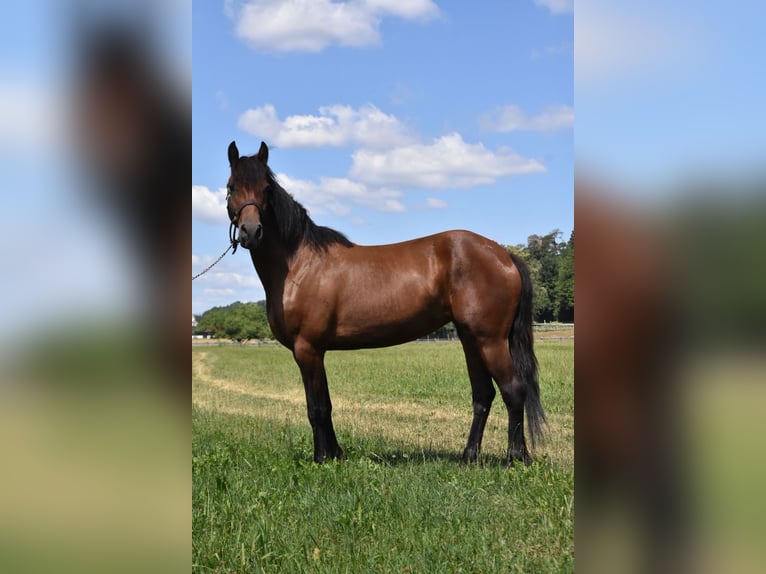 Fries paard Mix Merrie 6 Jaar 152 cm Bruin in Arnstorf