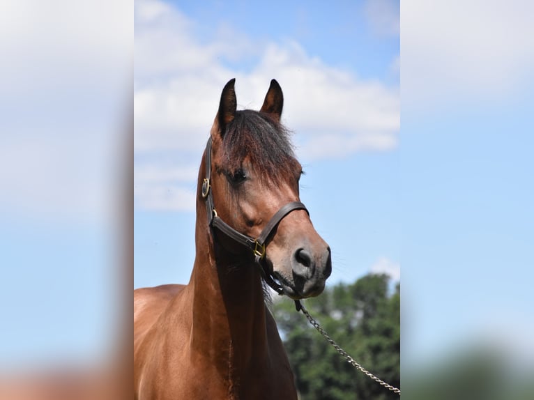 Fries paard Mix Merrie 6 Jaar 152 cm Bruin in Arnstorf