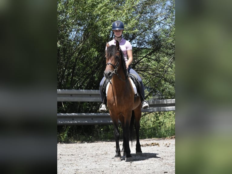 Fries paard Mix Merrie 6 Jaar 152 cm Bruin in Arnstorf