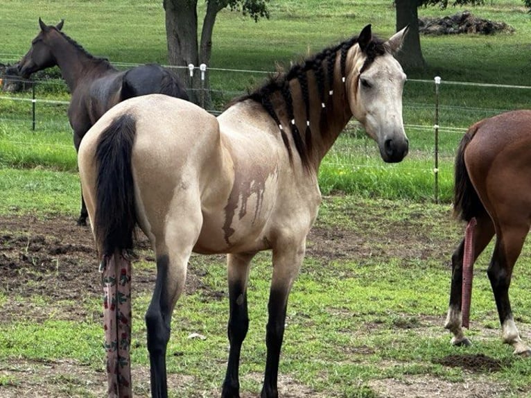 Fries paard Merrie 6 Jaar 152 cm Buckskin in Lodi