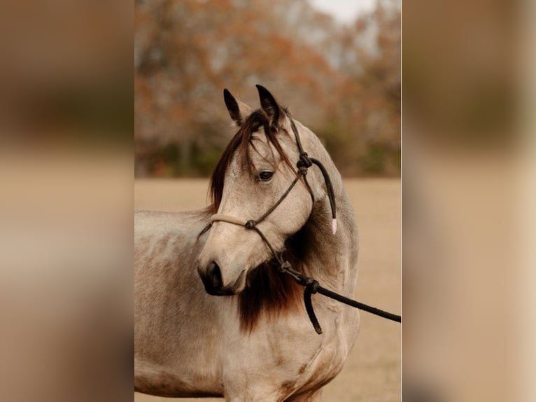 Fries paard Merrie 6 Jaar 152 cm Buckskin in Lodi