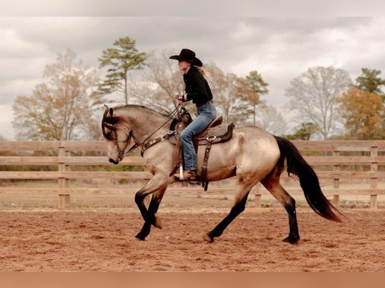 Fries paard Merrie 6 Jaar 152 cm Buckskin in Lodi