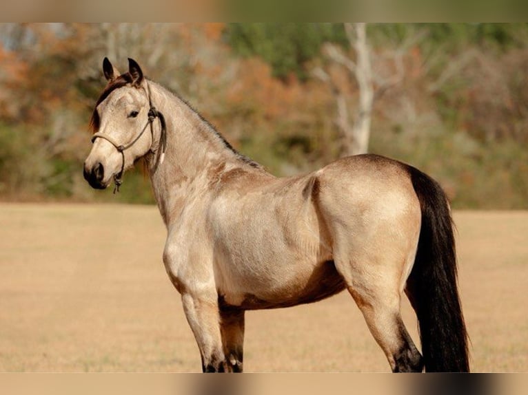 Fries paard Merrie 6 Jaar 152 cm Buckskin in Lodi