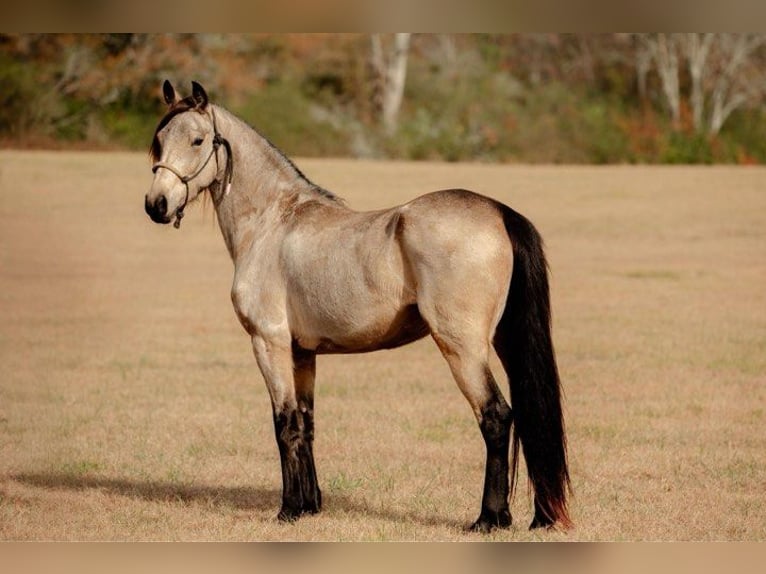 Fries paard Merrie 6 Jaar 152 cm Buckskin in Lodi