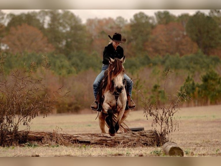 Fries paard Merrie 6 Jaar 152 cm Buckskin in Lodi