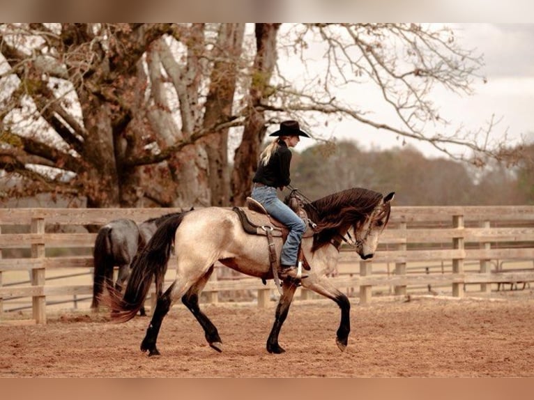 Fries paard Merrie 6 Jaar 152 cm Buckskin in Lodi