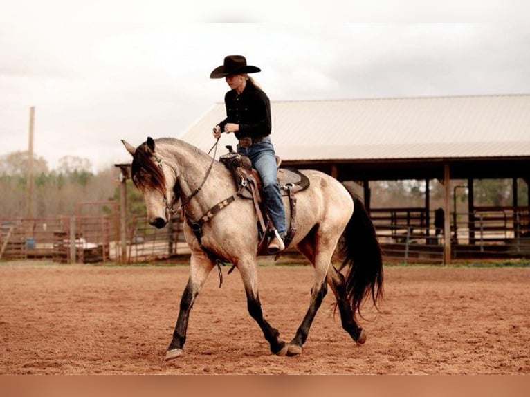 Fries paard Merrie 6 Jaar 152 cm Buckskin in Lodi