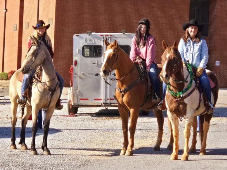 Fries paard Merrie 6 Jaar 152 cm Buckskin in Lodi