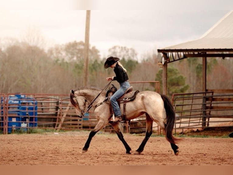 Fries paard Merrie 6 Jaar 152 cm Buckskin in Lodi