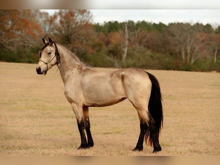 Fries paard Merrie 6 Jaar 152 cm Buckskin in Lodi