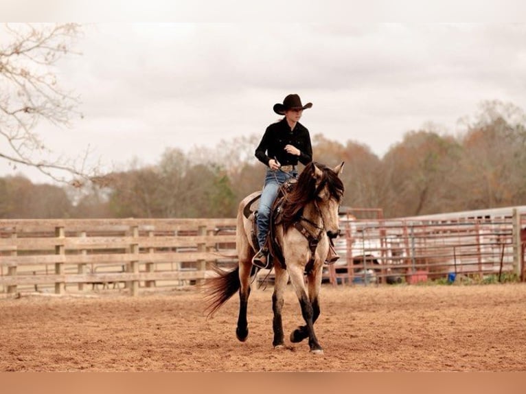 Fries paard Merrie 6 Jaar 152 cm Buckskin in Lodi