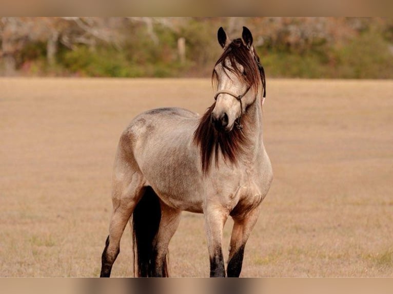 Fries paard Merrie 6 Jaar 152 cm Buckskin in Lodi