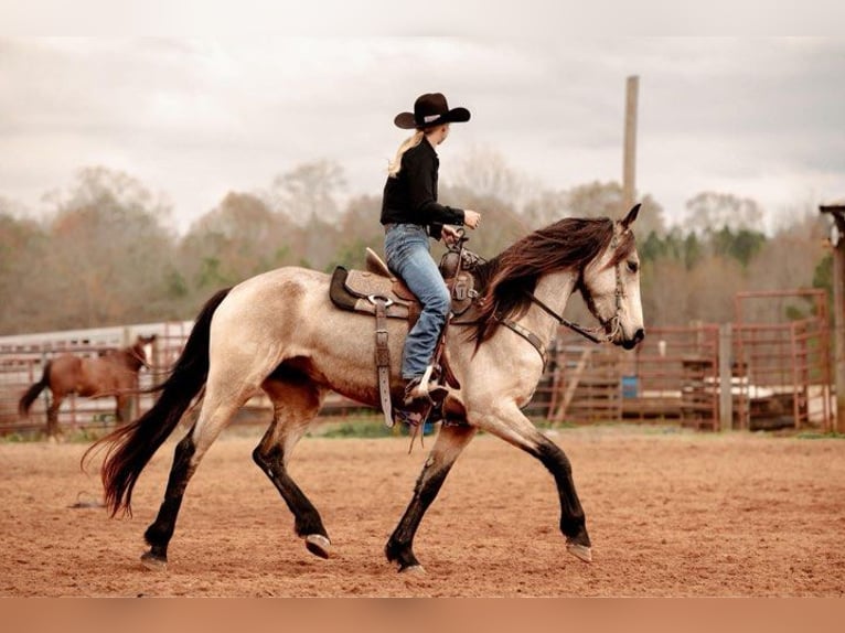 Fries paard Merrie 6 Jaar 152 cm Buckskin in Lodi