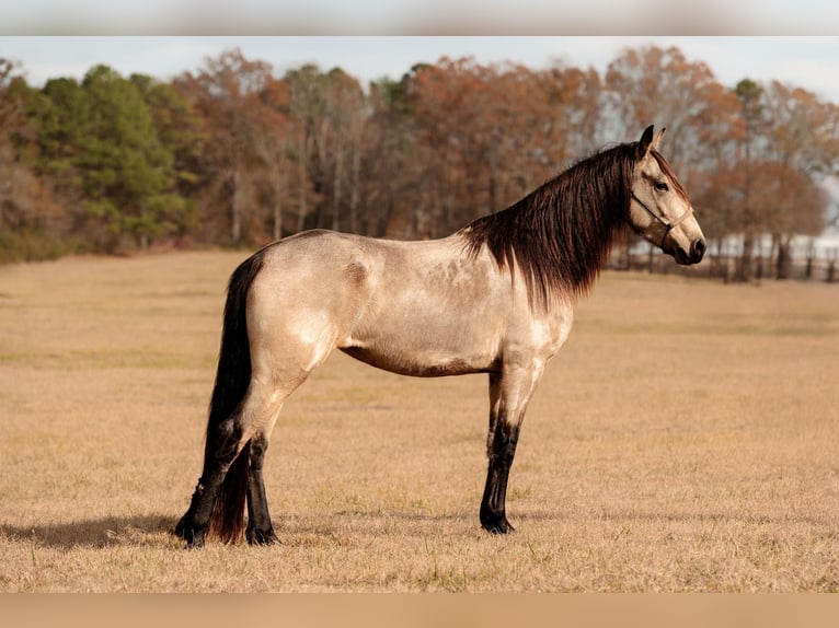 Fries paard Merrie 6 Jaar 152 cm Buckskin in Vincent Al