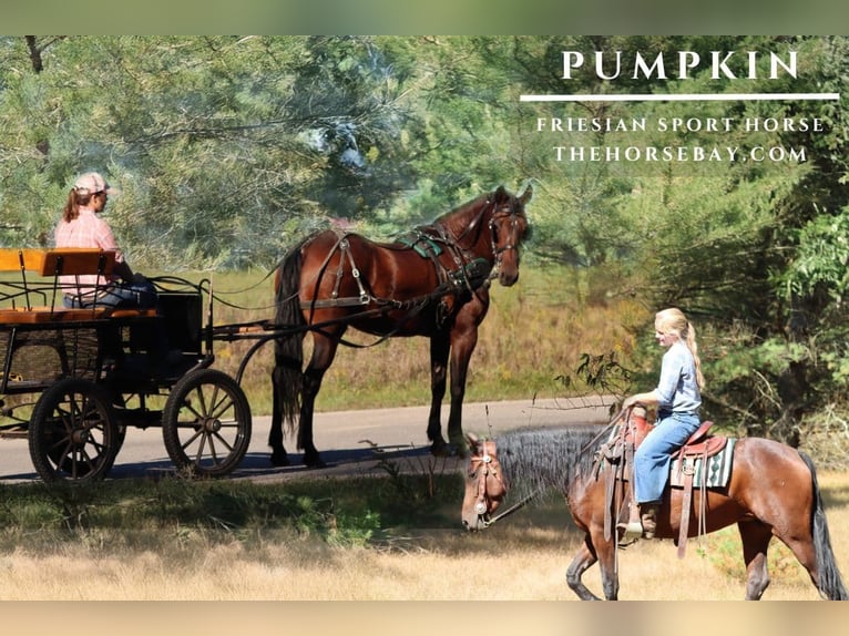 Fries paard Merrie 6 Jaar 152 cm Roodbruin in Hesperia, MI