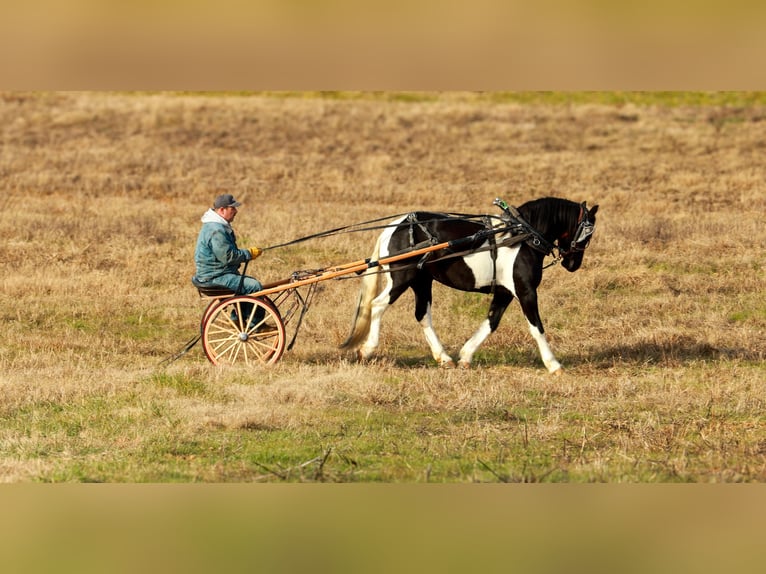 Fries paard Merrie 6 Jaar 155 cm Gevlekt-paard in Quitman