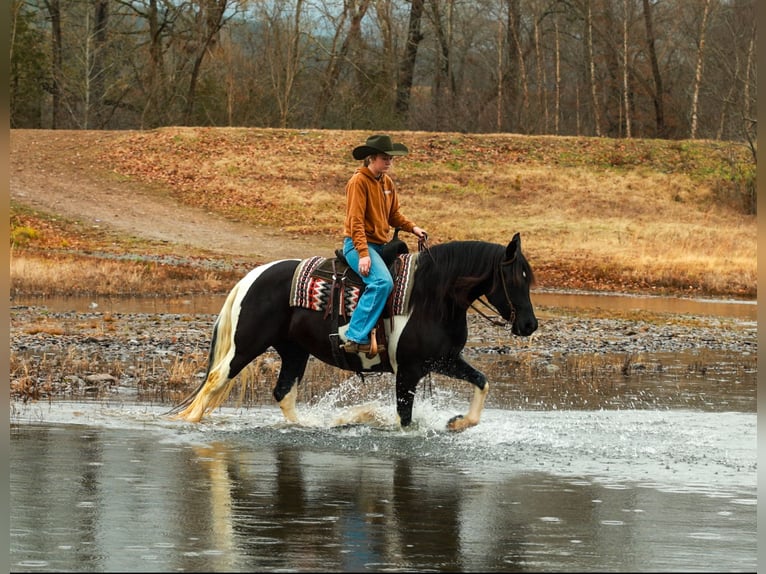 Fries paard Merrie 6 Jaar 155 cm Gevlekt-paard in Quitman