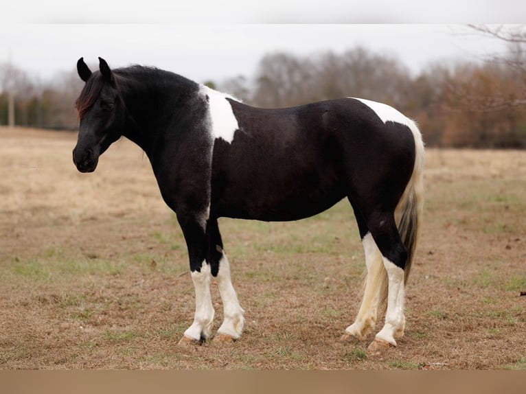 Fries paard Merrie 6 Jaar 155 cm Gevlekt-paard in Quitman