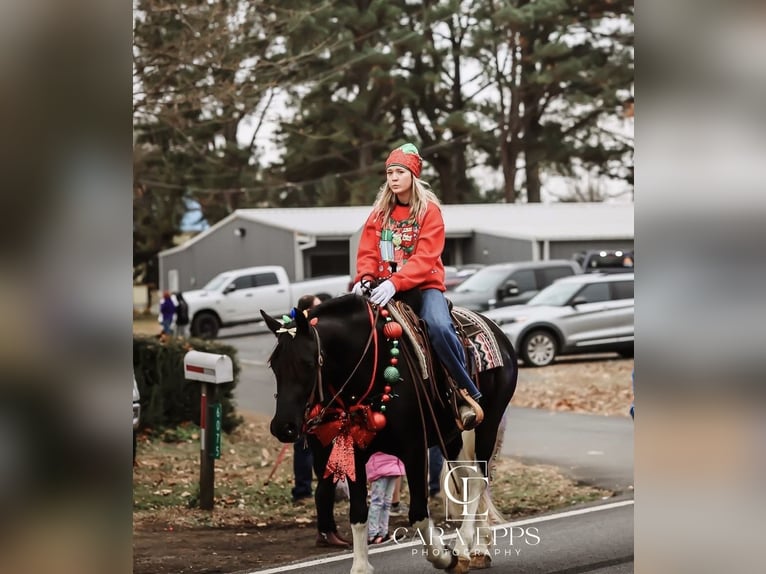 Fries paard Merrie 6 Jaar 155 cm Gevlekt-paard in Quitman
