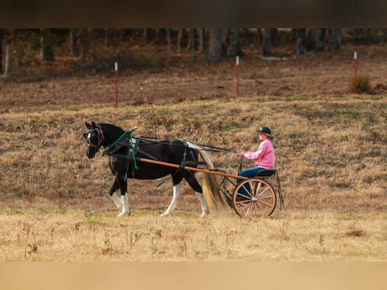 Fries paard Merrie 6 Jaar 155 cm Gevlekt-paard in Quitman