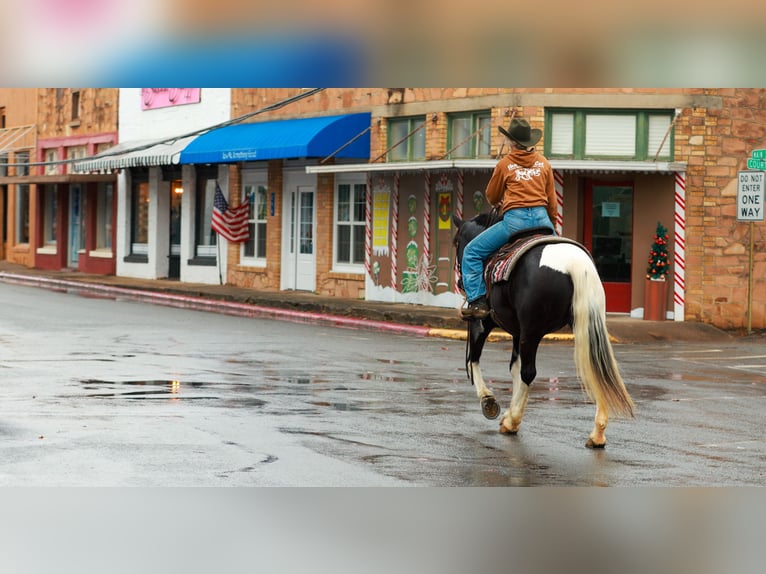 Fries paard Merrie 6 Jaar 155 cm Gevlekt-paard in Quitman