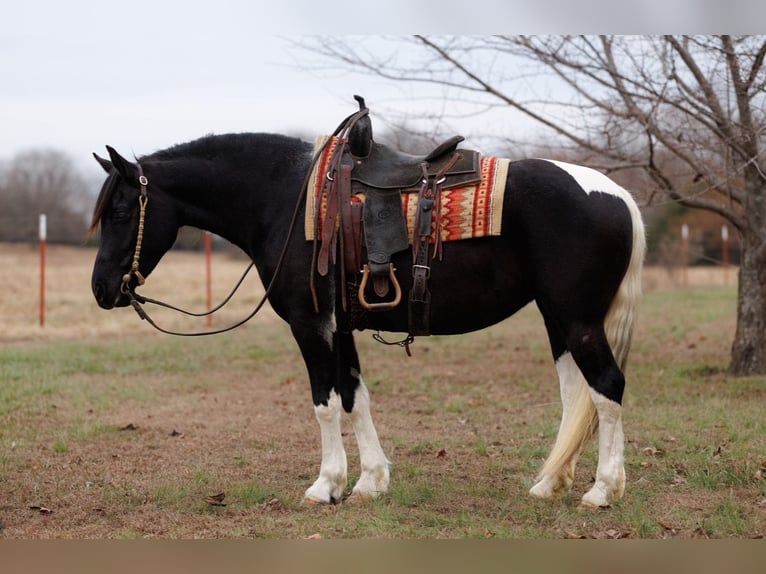 Fries paard Merrie 6 Jaar 155 cm Gevlekt-paard in Quitman