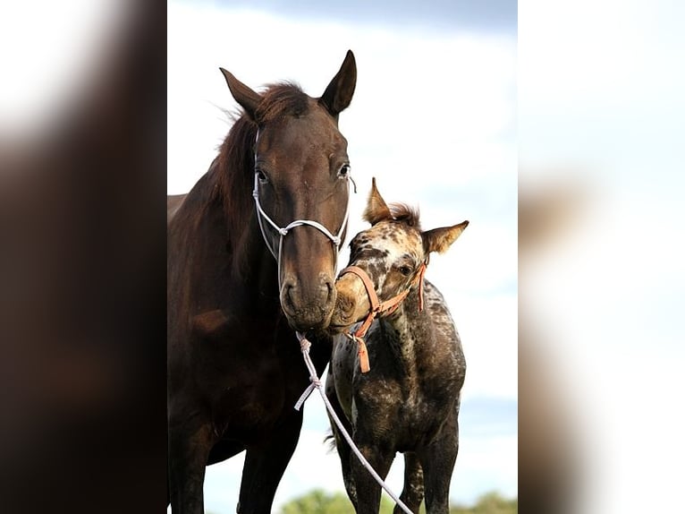 Fries paard Merrie 6 Jaar 156 cm in GOVEN